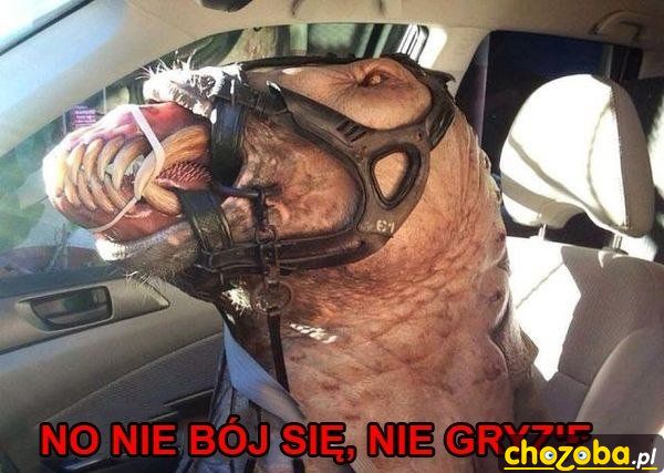 Piesek?