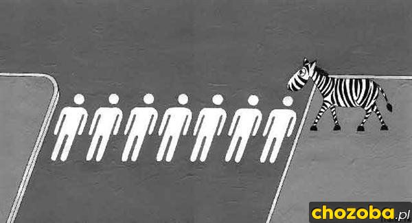Zebra