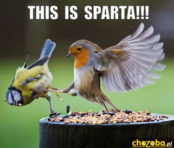 This is Sparta!!!