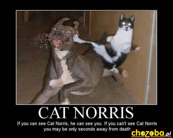 Cat Norris