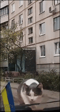 Kot kontra wycieraczki