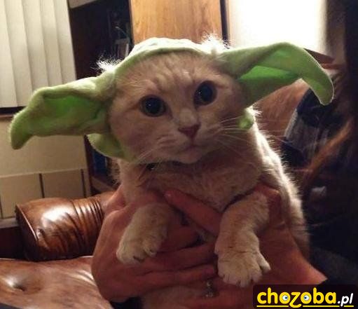 Yoda