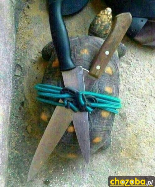 Żółw ninja
