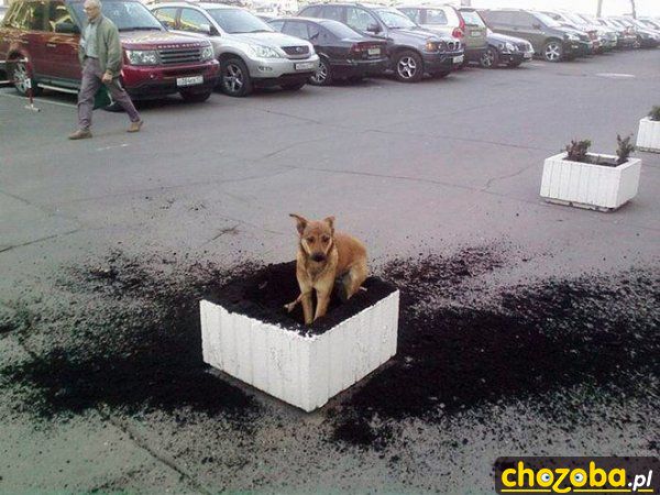 Cholera! Gdzie ta kość?!