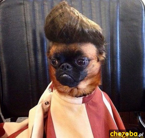 Elvis
