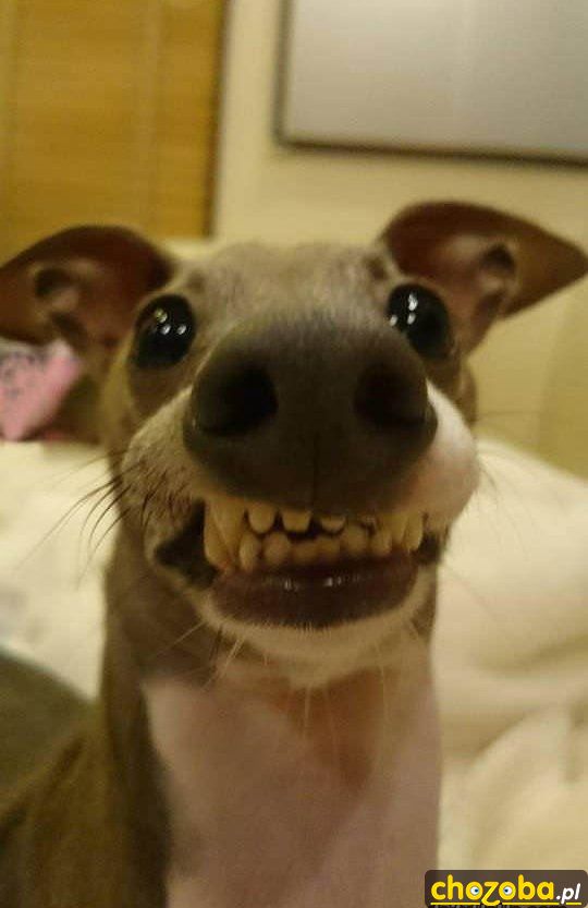 Powiedz 