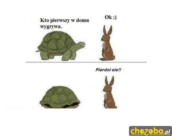 Zakład z żółwiem