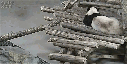 Panda: - o żesz kurwa!