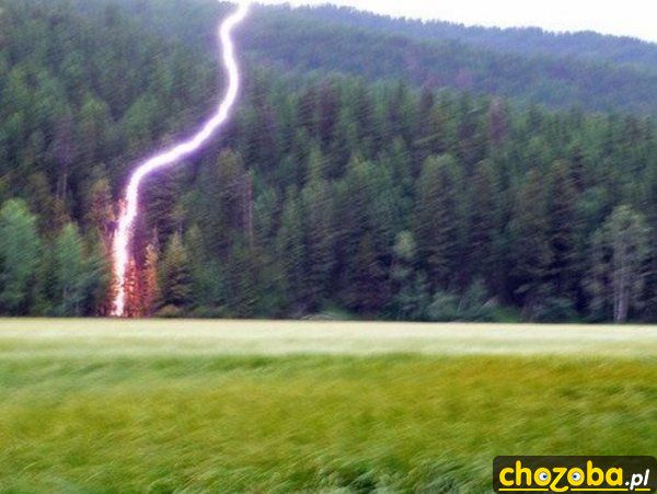 I drzewko szlag trafił