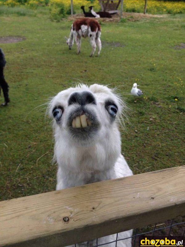 Yyyyyyyy