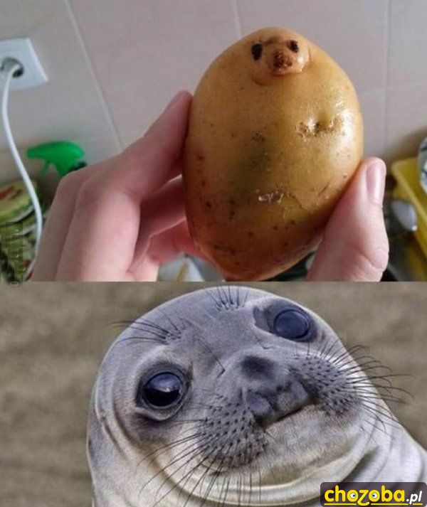 Foczka
