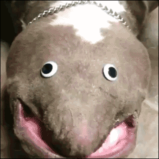 Śpiący muppet