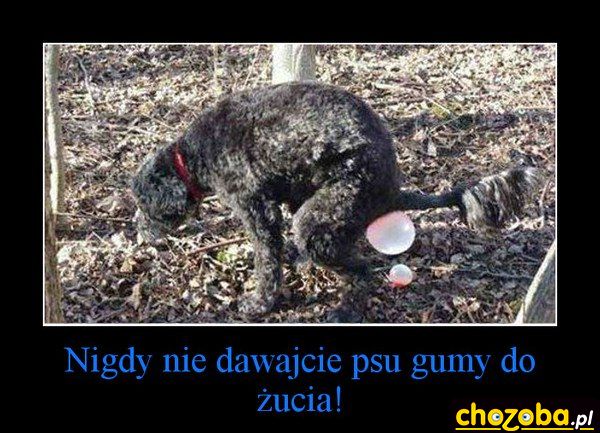 Nie dawajcie psu gumy do żucia