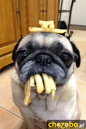 Frytuś