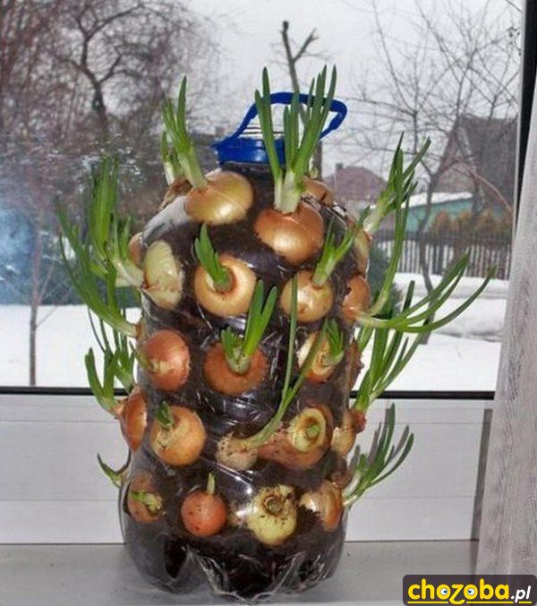 Plantacja