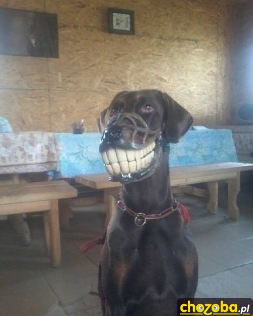 Scooby Doo