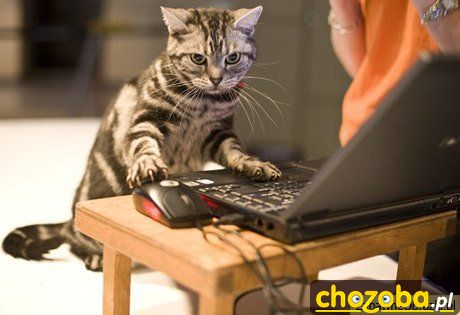 Co robi kot informatyka gdy ten jest w pracy??????? :D