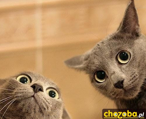 Tyy...chozobaaa!