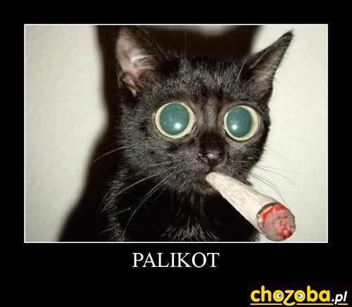 Palikot
