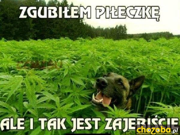 Piłeczka do kitu