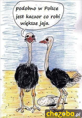 Większe jaja
