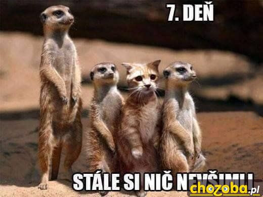 7 dzień...dalej sie nic nieskumali :P