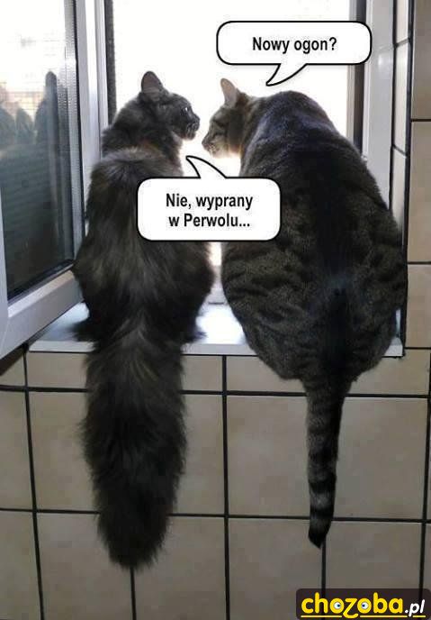 Nowy ogon?