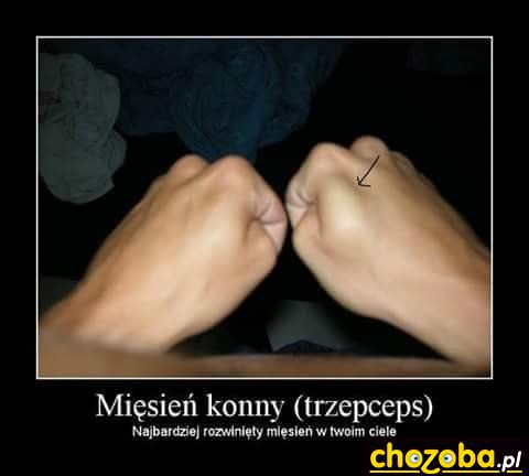 Mięsień konny