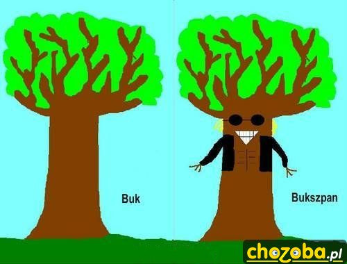 bukszpan