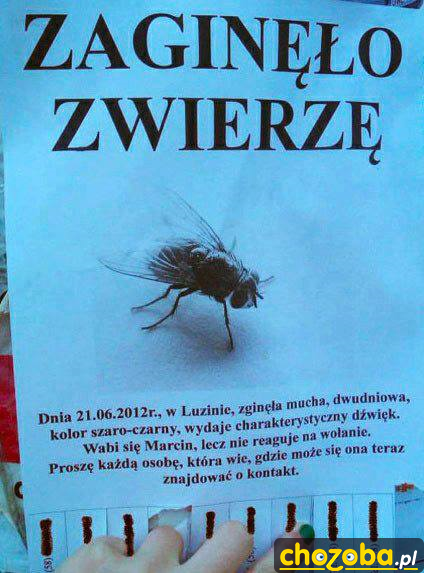 Łowca Much...