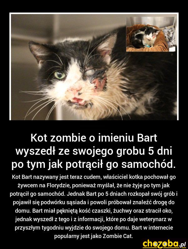 Zombie Cat