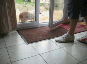 Ułożony pies