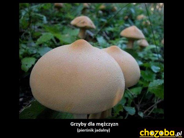 Męski grzyb