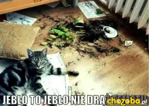 Jebło to jebło
