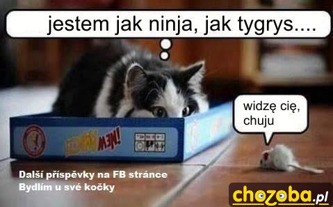 Przyczajony tygrys