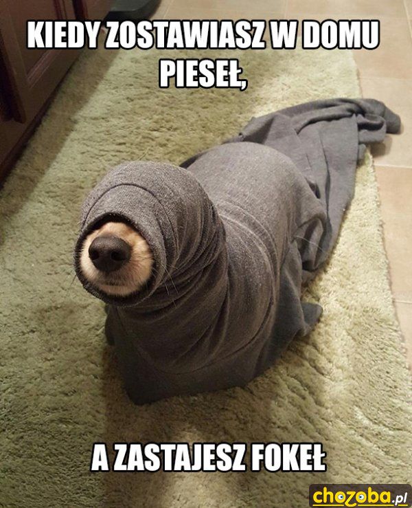 Fokeł