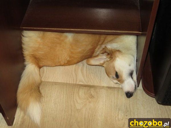 Zmieścił się