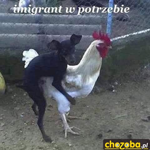 Imigrant w potrzebie