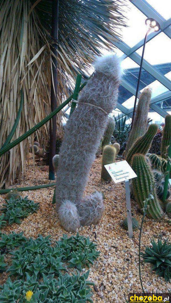 Chujowy kaktus