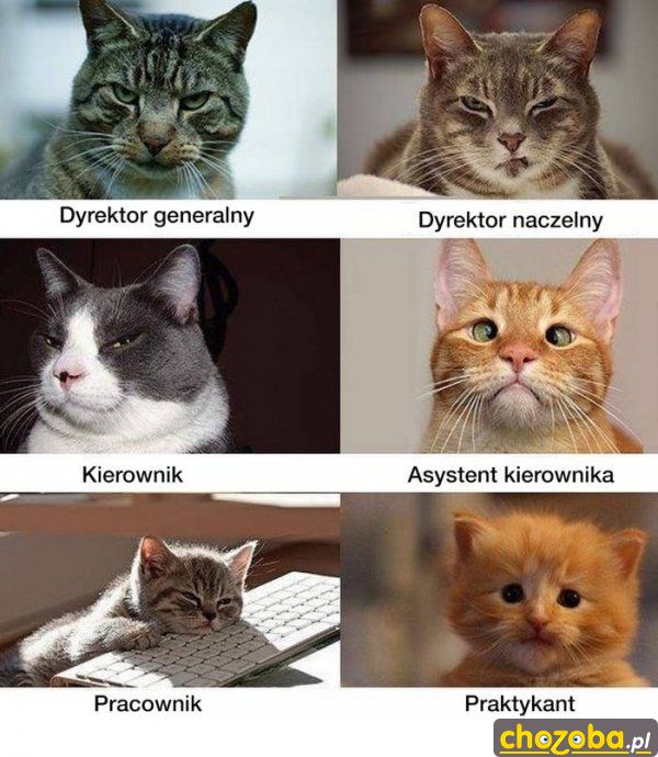 Stanowiska