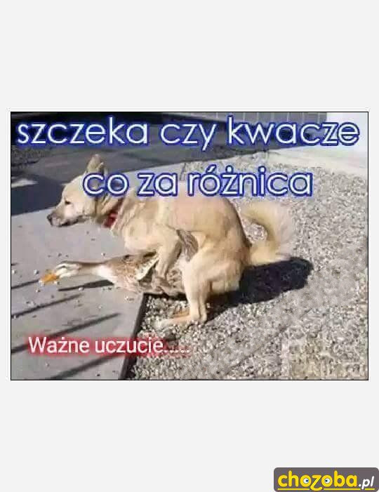 Ważne uczucie 
