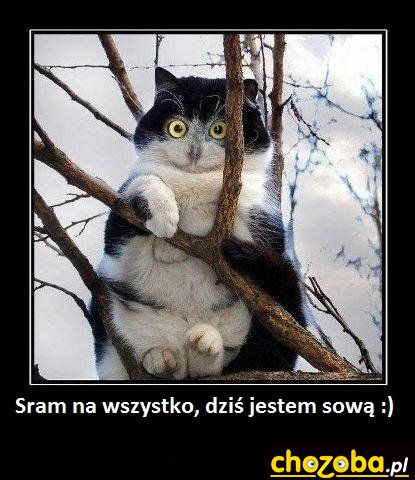 Jestem sową