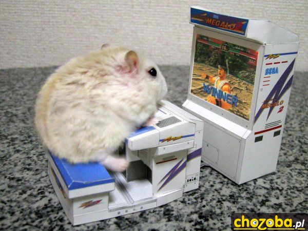 Chomik informatyka