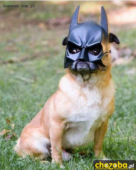 Pies batmana