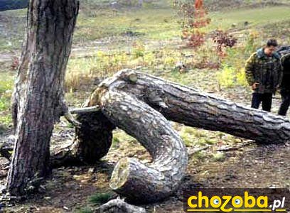 Tymczasem w lesie...