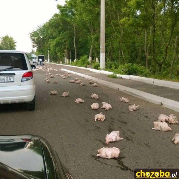 Kurczaki się wysypały