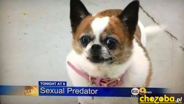 Sexual Predator