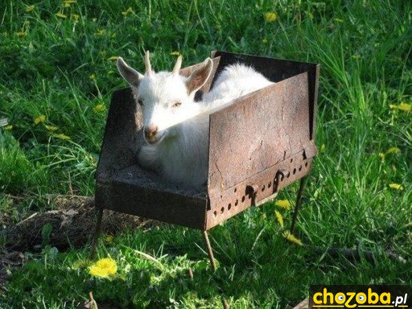 Mięso na grillu już jest