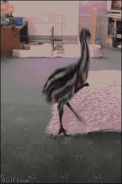 Wkurzone emu