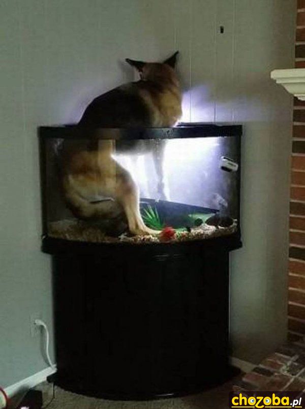 Pies w akwarium